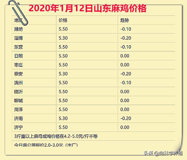 山东麻鸡价格最新行情，变化中的机遇与挑战的旅程探索
