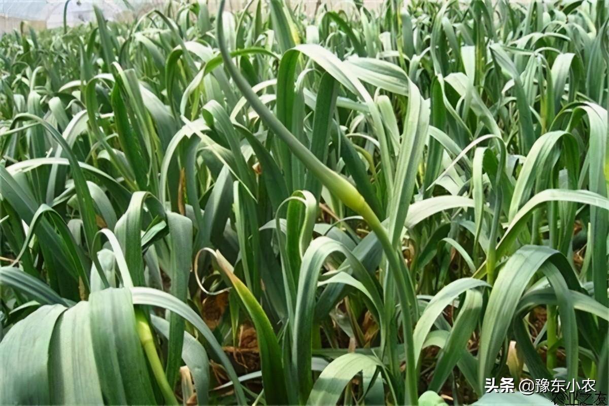 大蒜最新行情回顾，独特地位与跨时代的影响力分析