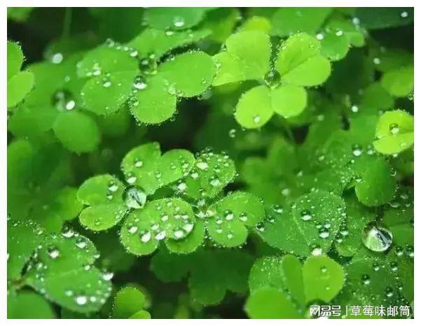 早安最新图，视觉问候的力量与影响力的展现