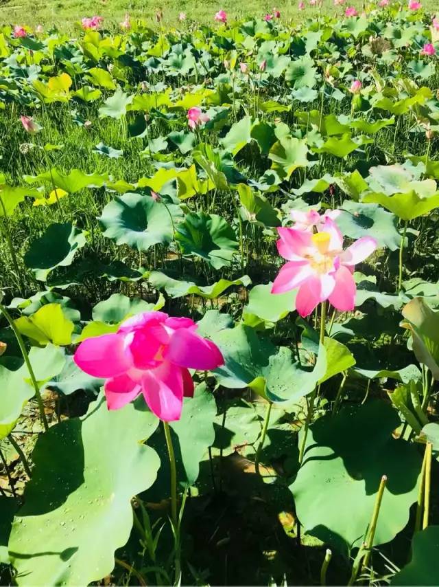 丽江游玩最新疫情动态及旅行指南