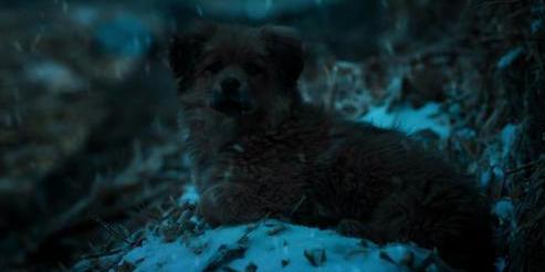 血狼犬电影，震撼心灵之作！