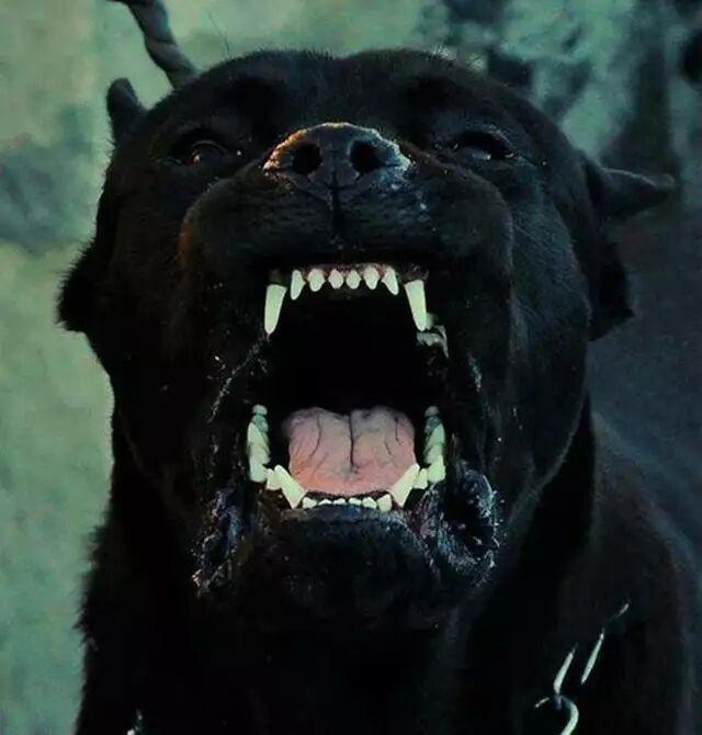 恶犬最新震撼图片集，不容错过的视觉盛宴！