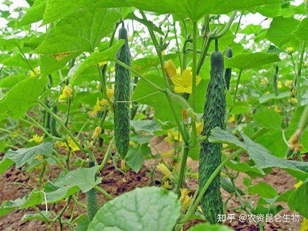 黄瓜最新种植技术、品种特性与健康价值详解