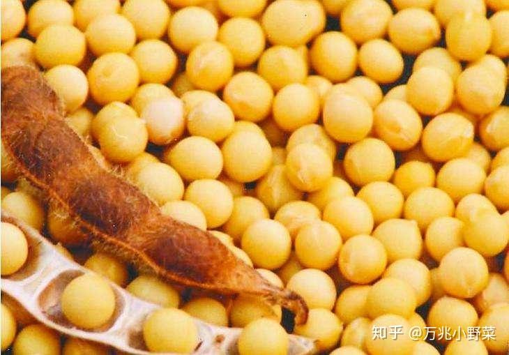 河南花生最新价格揭秘，小巷中的花生秘境探索